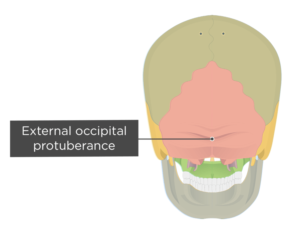 <p>small, irregular projection from a bone</p>