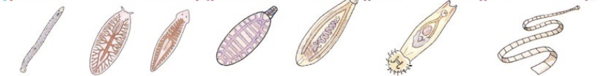 <p>phylum</p>