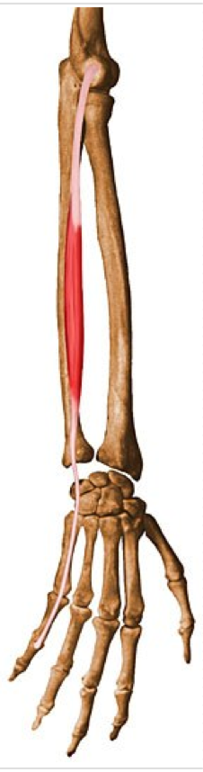 <p>Extension of pinky finger </p><p>O - Lateral epicondyle of humerus </p><p>I - Extensor expansion of pinky finger </p>
