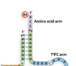 <p>attaches to amino acid</p>