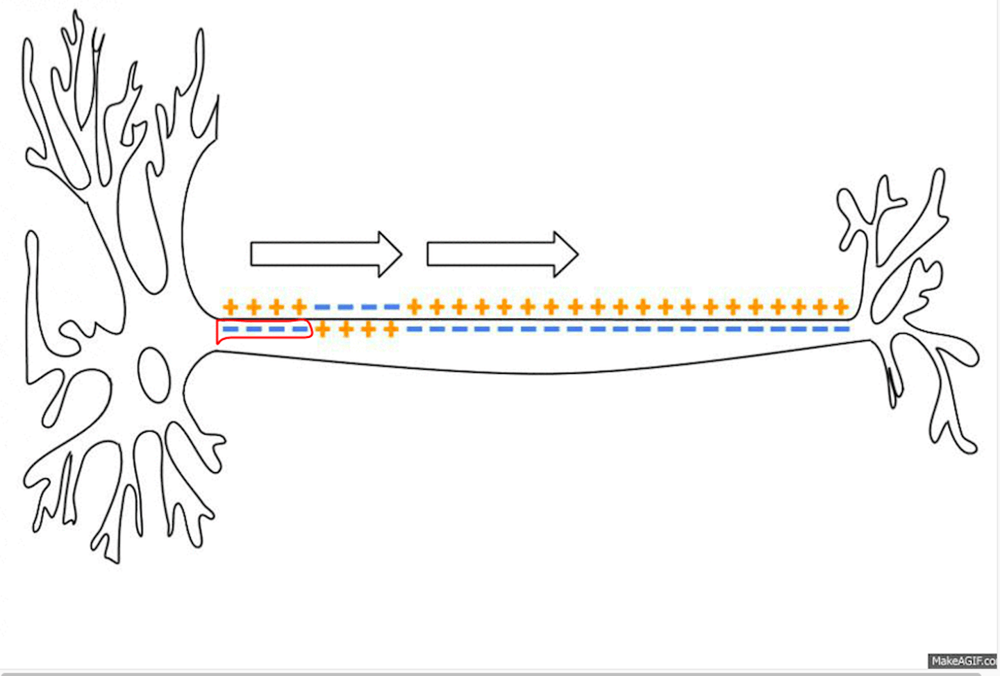 <p>potassium ions to flow out causes inside the axon to resume to a new negative charge</p>