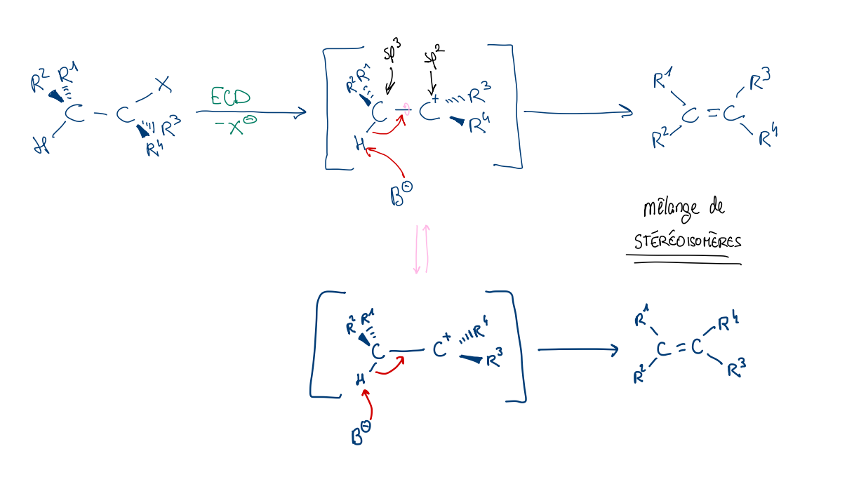 <ul><li><p>dépend de la concentration en E+ uniquement → mécanisme en 2 étapes → même intermédiaire carbocationique que dans SN1</p></li></ul><p></p>