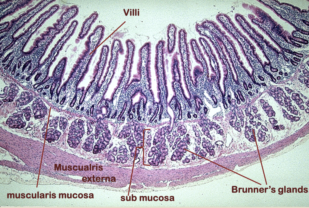 <p>more</p>