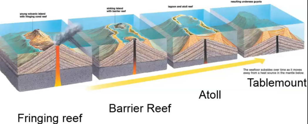 <p>How are coral reefs formed? About how long can this take?</p>