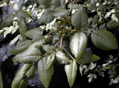 <p>What is this? This could cause type ____ allergies via ____</p>