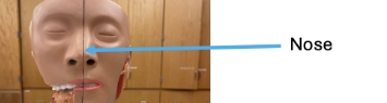 <p>nose</p>