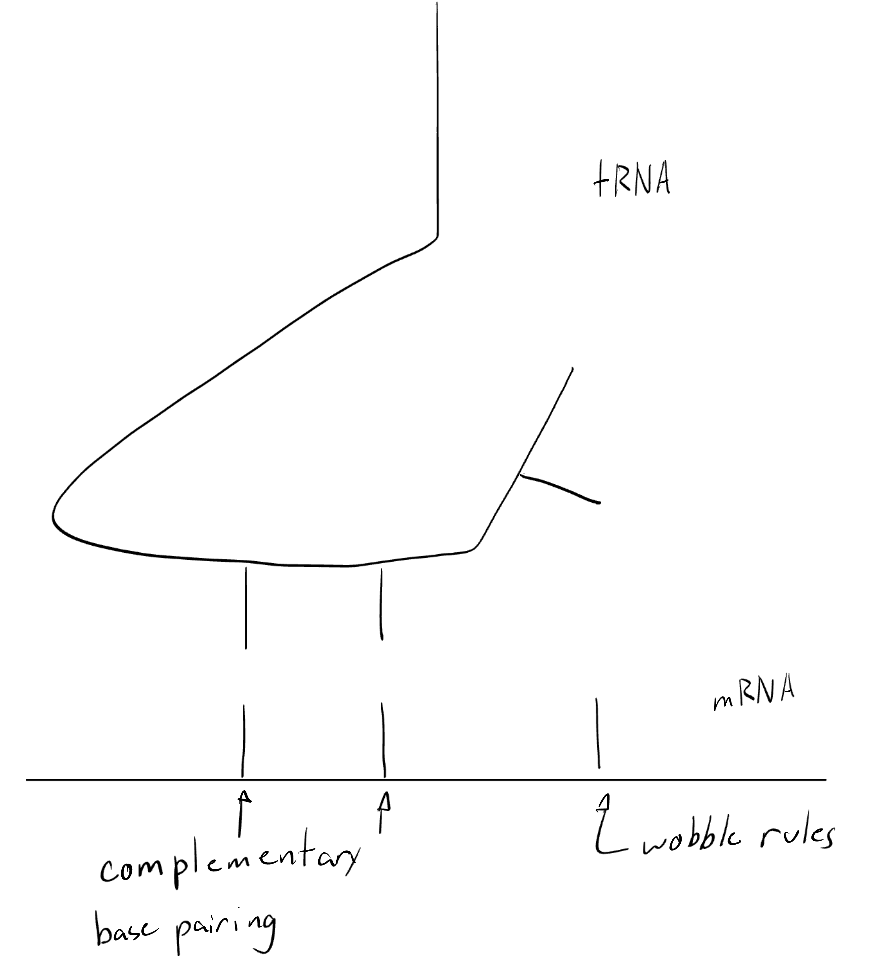 <p>Yes, this is enough. tRNA is not specific to one type of codon, wobble position allows for bonding with multiple codons. <br>From the 5’ end, the first base of the tRNA anticodon is a “wobble” base, which can form non-standard hydrogen bonds with the third base of the mRNA codon. This wobble base can bond with non-complementary bases, allowing for a tRNA with a specific anticodon to bond with more than one type of codon</p>