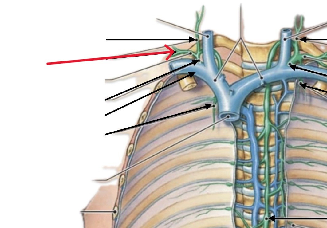 <p>Which lymphatic organ:</p><ul><li><p>Runs along right subclavian vein</p></li><li><p>Is lateral and inferior to right jugular trunk</p></li></ul><p></p>