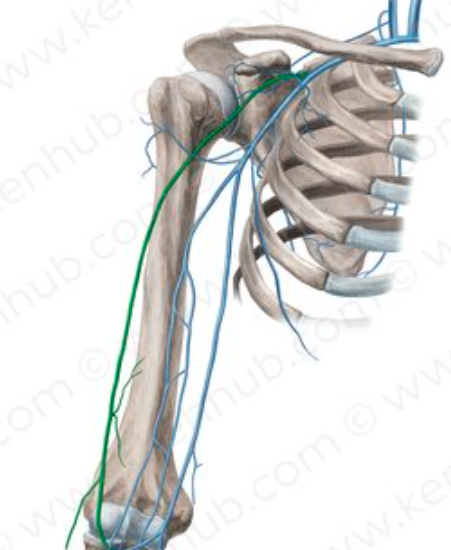 <p>what does ‘Cephalic’ mean?</p>