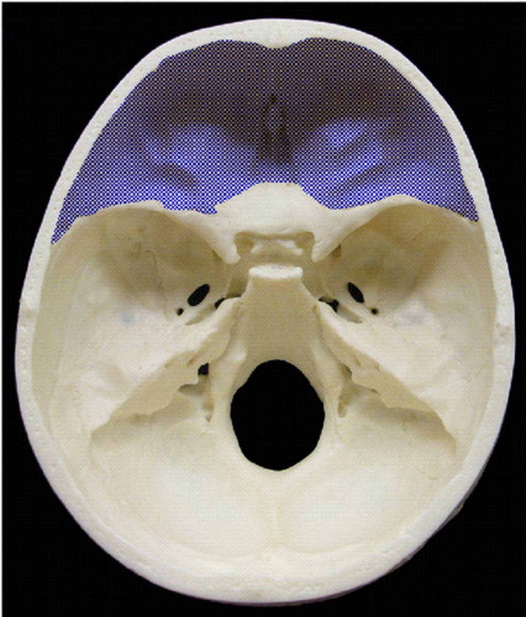 <p>Name the cranial fossa</p>