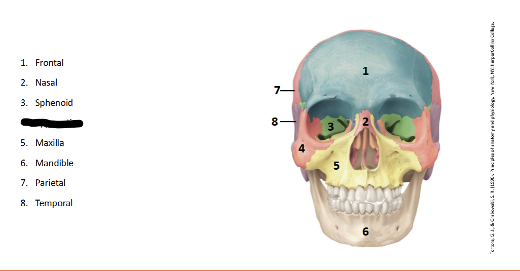 <p>What landmark within the <strong>Skull?</strong></p>