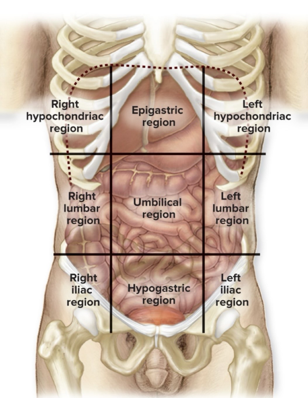 <p>Hypo = below, under ;; chondriac = cartilage of ribs</p>