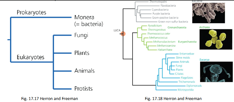 <p>What does the Old (left) tree show in terms of the new (right) tree </p>