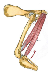 <p>insertion of indicated m (semimembranosus)</p>