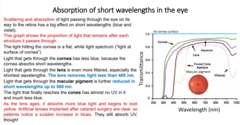 <p>Cornea: absorbs some blue & UV light → less short-wavelength light passes deeper.</p><p>Lens: absorbs strongly below 400 nm (UV), and increasingly absorbs blue with age.</p><p>Macula (yellow pigment): filters out some blue light before it hits cones.</p><p>Vitreous: absorbs UV and short wavelengths further.</p><p>-light that reaches cones has almost no UV in it and less blue</p><p>older lenses absorb more blue light , starts to look yellow = cataract</p>