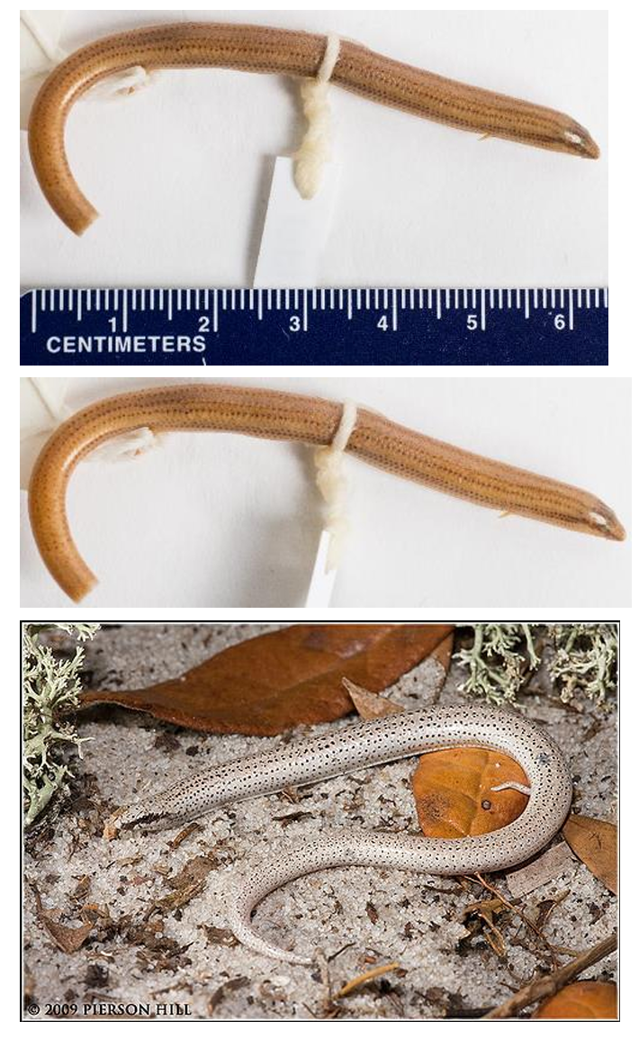 <p>Florida Sand Skink** order & suborder</p>