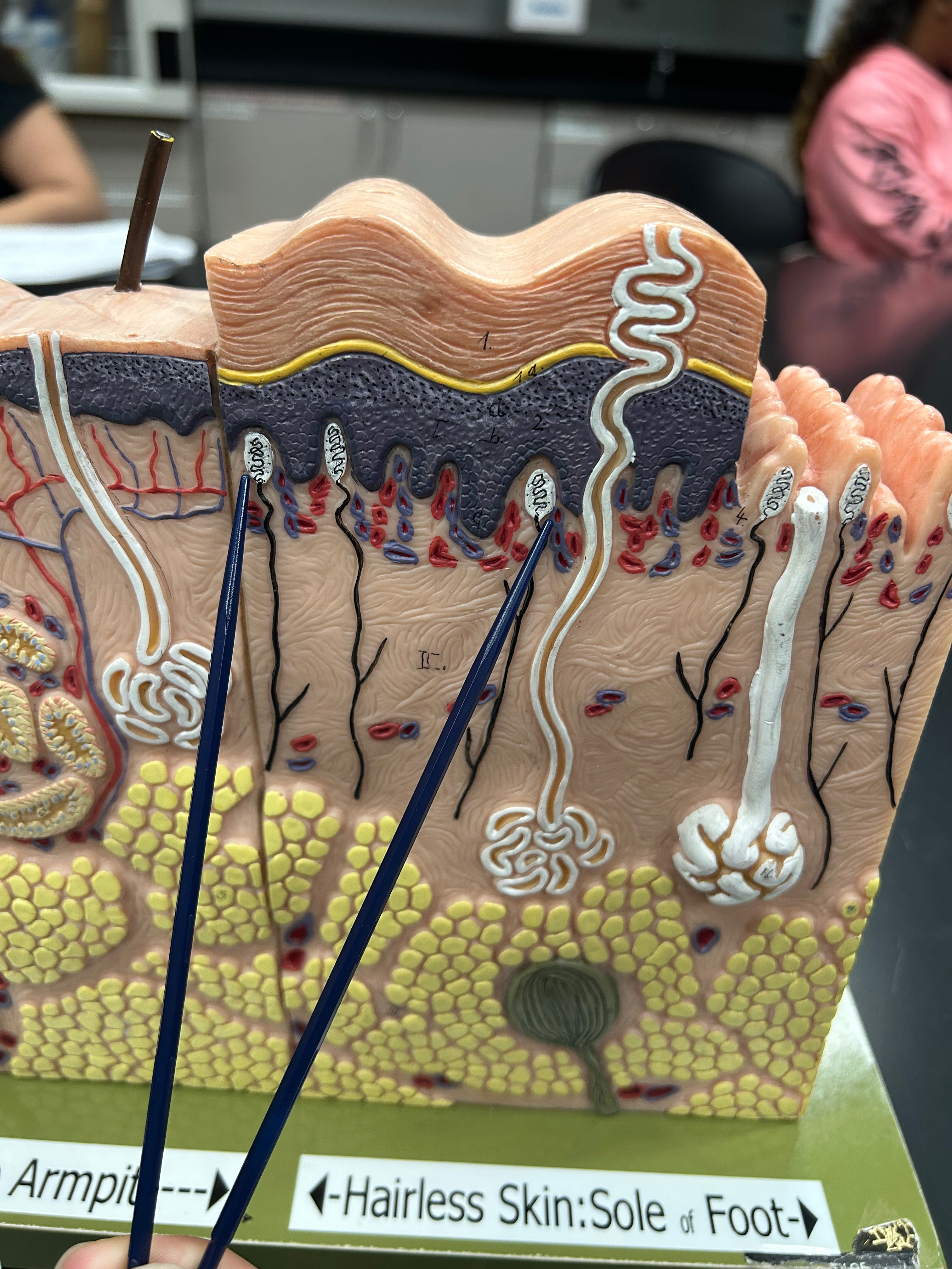 <p>Identify Structure</p>