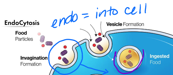 <p>cellular fission</p><p>creates vesicle to bring stuff IN cell </p>