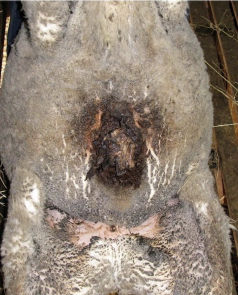 <ul><li><p>Swelling of prepuce</p></li><li><p>Difficulty urinating</p></li><li><p>Ulceration around preputial orifice → brown crust</p></li><li><p>If untreated, orifice can occlude</p></li></ul><p></p>