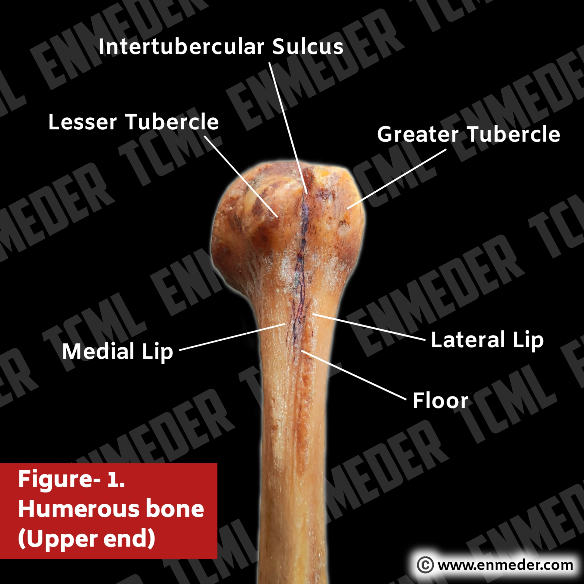 <p>A sulcus is a groove in a bone that accommodates a blood vessel or nerve. Example: intertubercular sulcus of the humerus.</p>