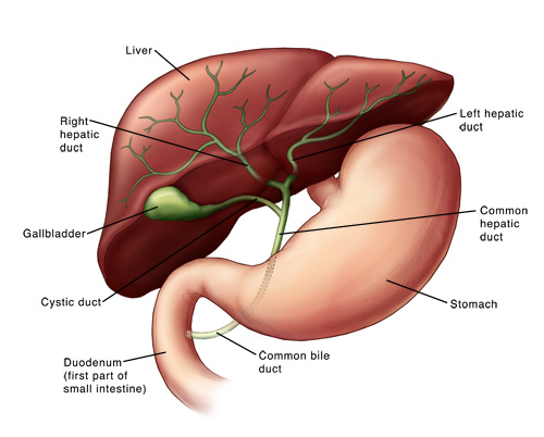 <p>Gallbladder stores bile. Connected to the liver. When you eat fat, the gallbladder squeezes bile into the small intestine. </p>