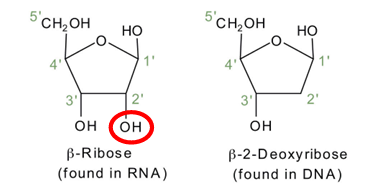 <ul><li><p>Nucleotides contain <strong>pentose sugars</strong> in a <strong>β-furanose (5-membered ring) form</strong>.</p></li></ul><p>There are two types:</p><ul><li><p><strong>RNA</strong> → contains <strong>D-ribose</strong></p></li><li><p><strong>DNA</strong> → contains <strong>2′-deoxy-D-ribose</strong></p></li></ul><p><span data-name="point_right" data-type="emoji">👉</span> The key difference is that <strong>deoxyribose lacks an oxygen at the 2′ carbon</strong>.</p>