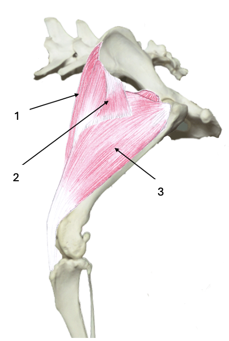 <p>What muscle group is this?</p><p>What muscles are these?</p>