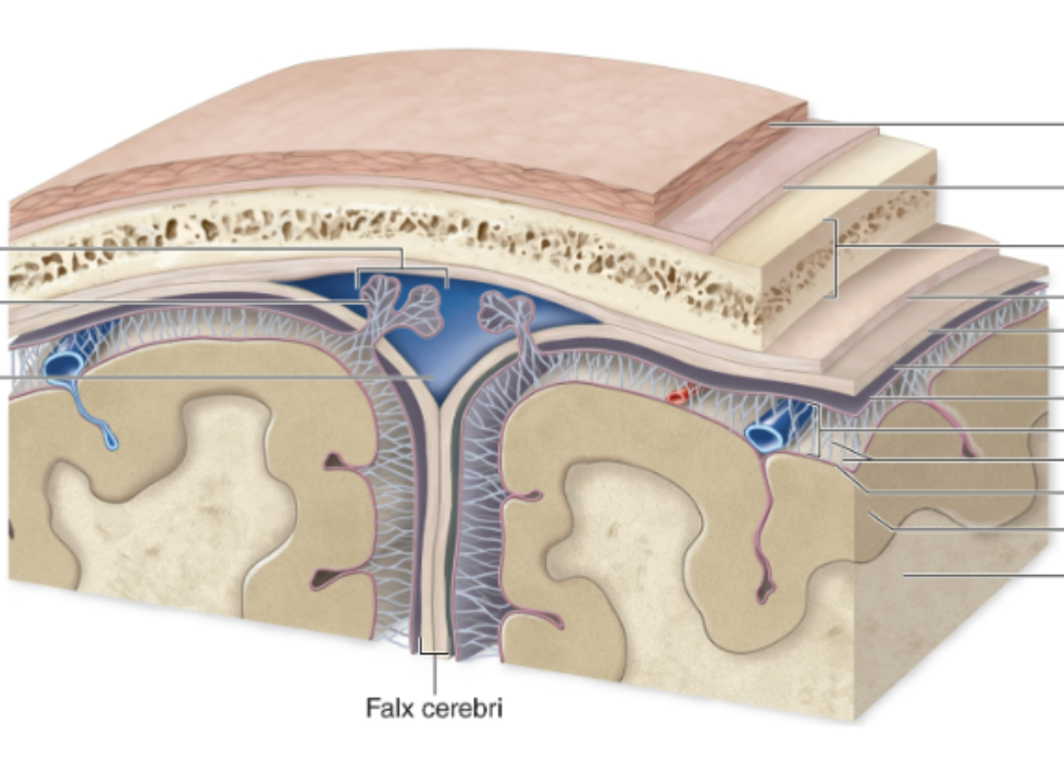 <p>Identify the pia mater, dura mater, arachnoid mater </p>