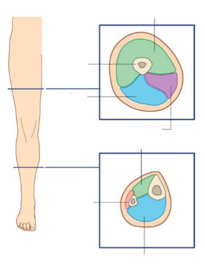 <p>Label the following diagram</p>