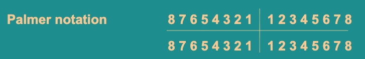 <p>Palmar numbering system</p>