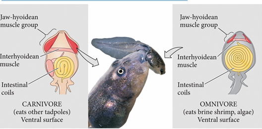 <ul><li><p>New Mexico spadefoot toad</p></li><li><p>carnivore (Eat other tapoles) vs omnivore</p><ul><li><p>each have different phenotypes</p></li></ul></li></ul><p></p>