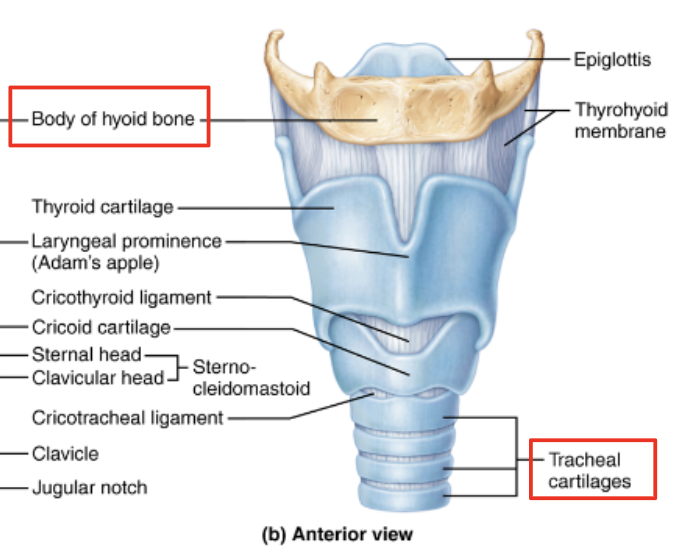 <p>cricoid cartilage </p>