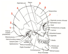 <p>What structure is 1?</p>