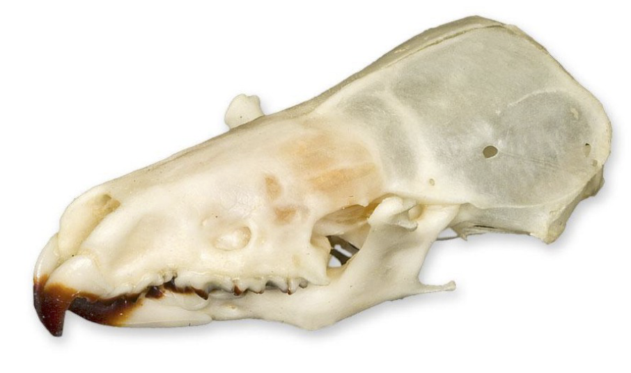 <p> To what order does this mammal skull belong to?</p>