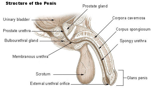 <ul><li><p><strong>lubricate the spongy urethra</strong> for the passage of the ejaculate</p></li><li><p><strong>neutralise acidic urine</strong> that remians in the spongy urethra</p></li><li><p>production of <strong>PSA</strong></p></li><li><p>secrete <strong>clear glycoproteins </strong>and <strong>alkaline fluid</strong></p></li><li><p>(pre ejaculate)</p></li></ul><p></p>