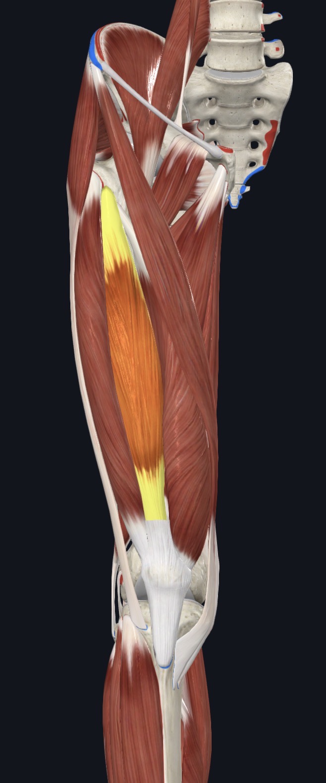 <p>Anterior Thigh</p>