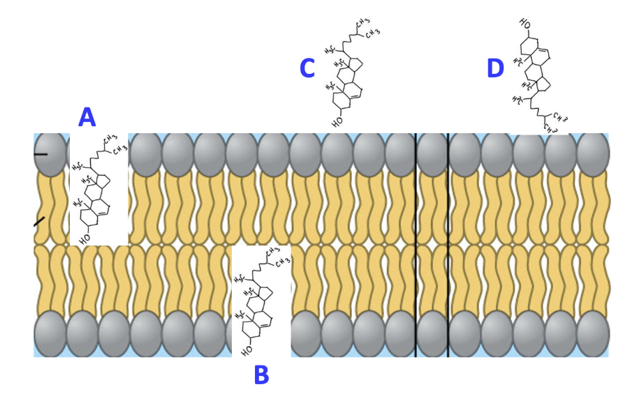 <p><span>Which lettered molecule in the image shows how that molecule would be positioned in the cell membrane?</span></p>