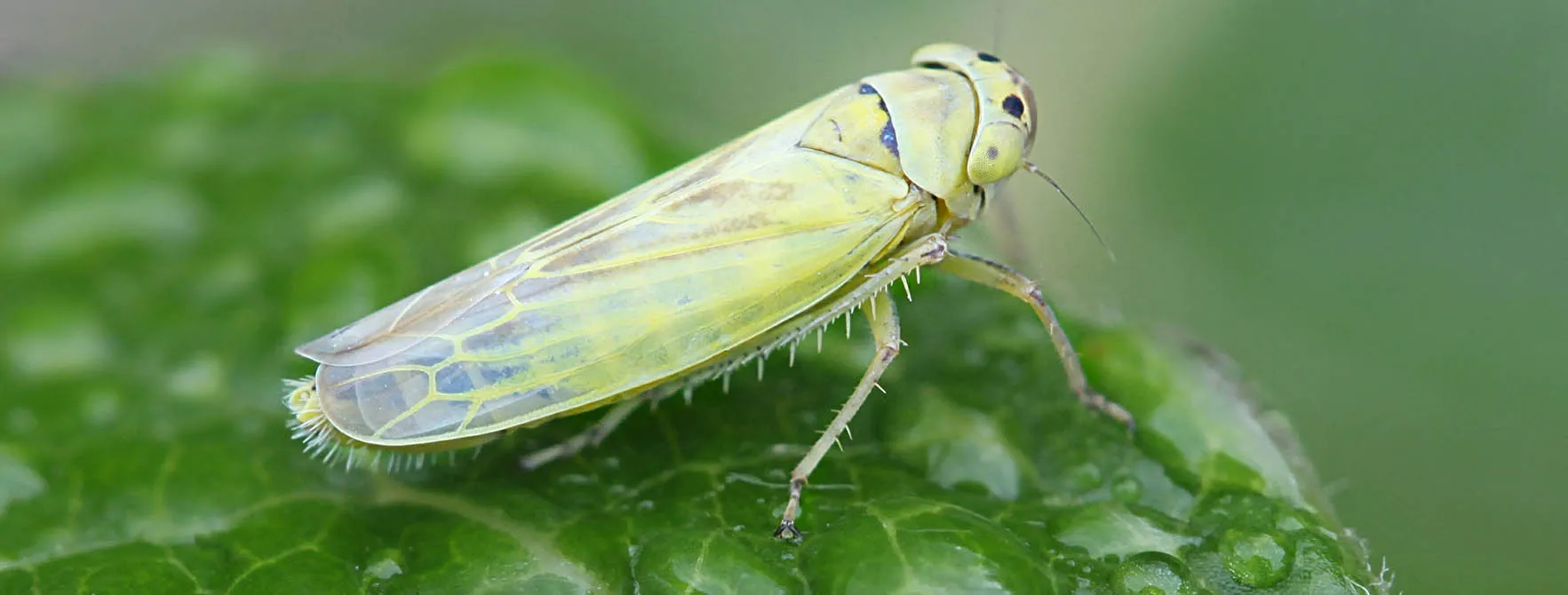 <ol><li><p>Leafhopper</p></li><li><p>Homoptera</p></li></ol><p></p>