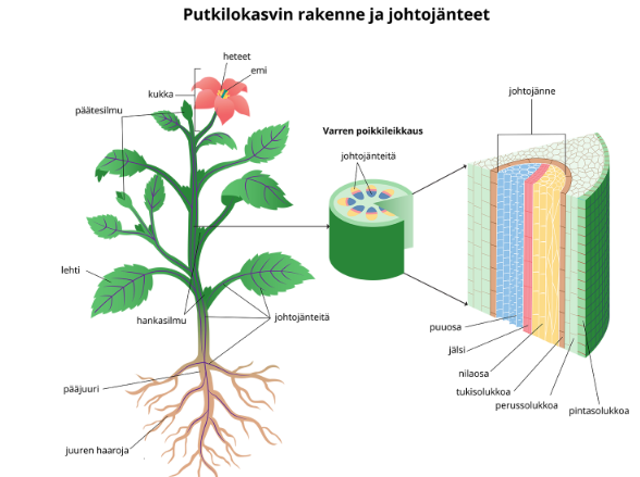 <ul><li><p>Millaisia rakenteita kasveilla on</p></li></ul><p></p>