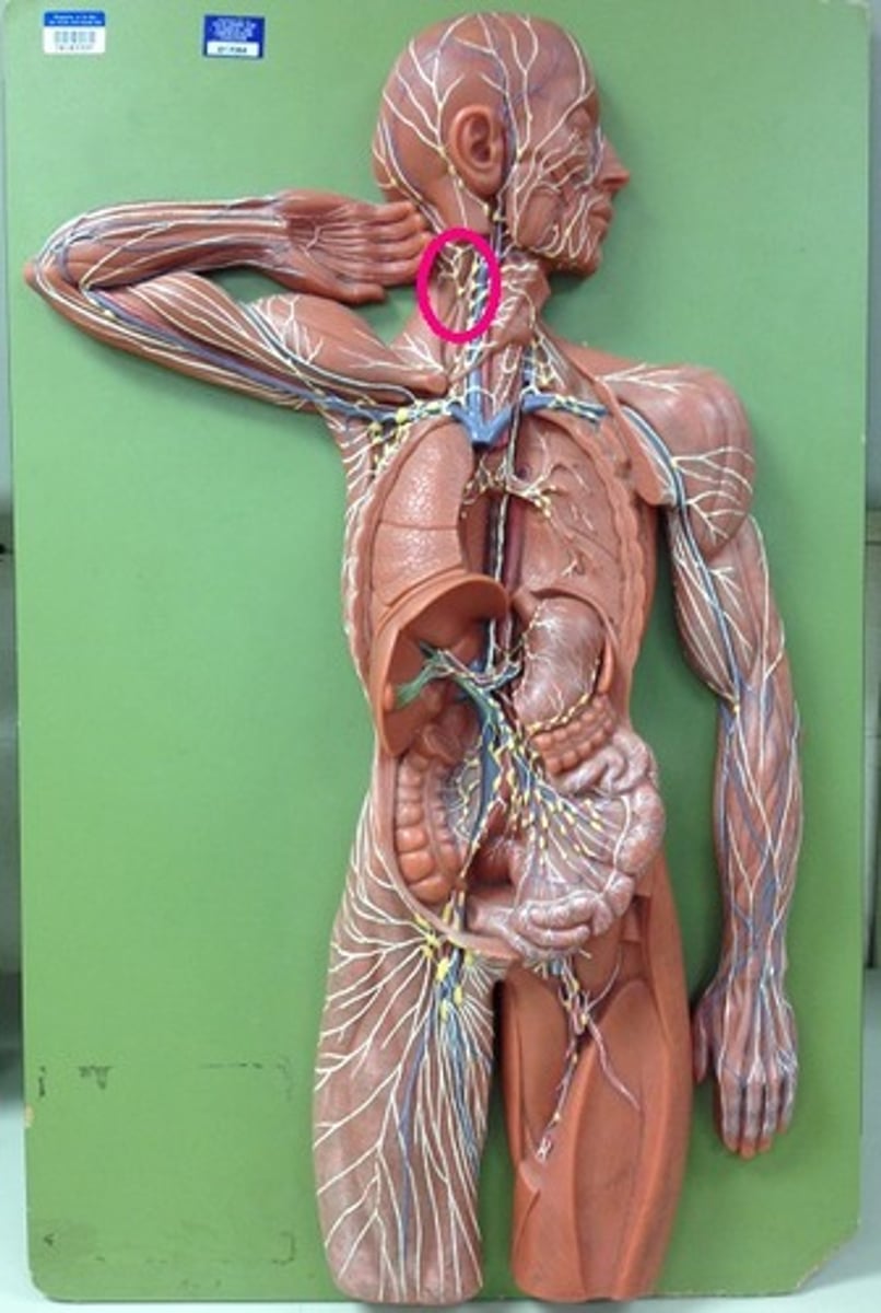 <p>located along the sides of the neck</p>