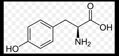 <p>name this amino acid</p>