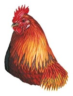 <p>Subclass Neornithes</p>