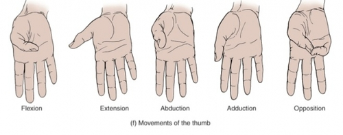 <p>Flexion/Extension: Hand Hug</p><p>Abduction/Add: L with Hand, Thumb back to side of hand </p>