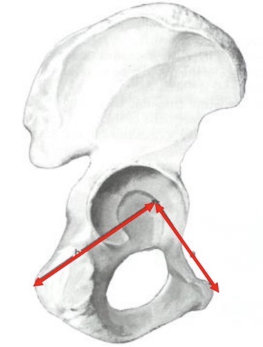 <p>Pubis length x 100/Ischium length</p><ul><li><p>below 90 = Male</p></li><li><p>90-95 = Intermediate</p></li><li><p>95+ = Female</p></li></ul><p></p>