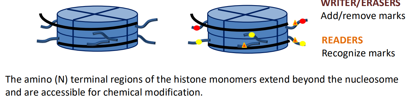 <p>The N-terminal of histone monomers. They are modified by HAT’s and HMT’s to add acetyl and methyl groups respectively. These HTM’s can affect RNAP binding affinity, signalling when or if the gene should be expressed</p>