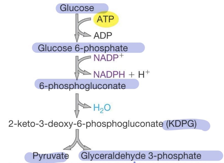 <ul><li><p>specific to some bacteria </p></li><li><p>starts with glucose </p></li><li><p>Produces <span style="color: yellow;">1 pyruvate</span> and <span style="color: yellow;">1 Glyceraldehyde 3-phosphate</span> (later continues to reg glycolysis) </p></li><li><p>Only <span style="color: yellow;">1 net ATP</span> (<span>uses 1 and then produces 2 in glycolysis) </span></p></li><li><p><span>Advantage = growth on aldonic acids (ex. E.coli can switch to ED and grow on gluconate (intermediate of ED) when no glucose) </span></p></li></ul><p></p>