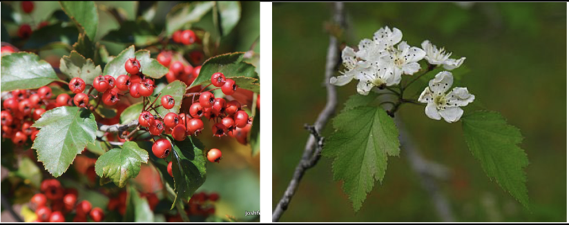 <p>Family<br>Genus<br>Species<br>Common Name</p>