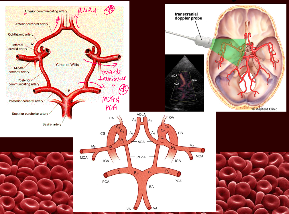 <p>transcranial doppler</p><ul><li><p>non invasive, non ionizing, inexpensive, ultrasound method used to examone the blood circulation within brain </p></li></ul><p></p>
