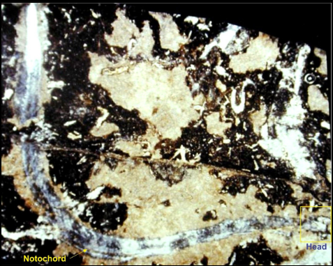 <ol><li><p>Low Carboniferous</p></li><li><p>Phylum Condonta</p></li><li><p>Had a head</p></li><li><p>Chewing apparatus</p></li></ol><p></p>