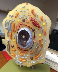 <p>a double membrane which separates the cytoplasm from the nucleoplasm</p>